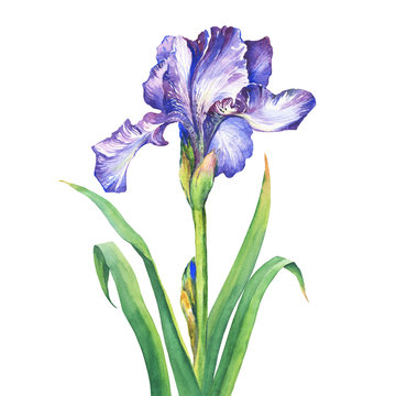 The branch flowering violet Iris. Watercolor hand drawn painting illustration, isolated on white background.