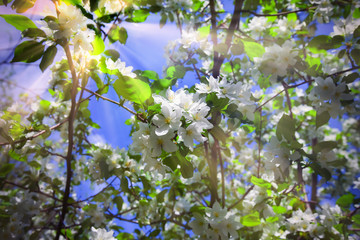 blooming apple tree