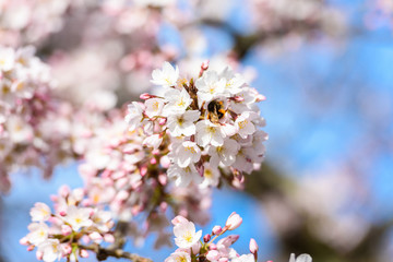 Obraz premium Beautiful cherry blossom sakura in spring time