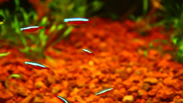 gruppo di pesci neon che nuotano in un acquario