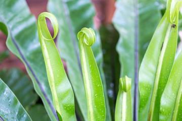 Circinate venantion of fern (Division Pterophyta) for education.