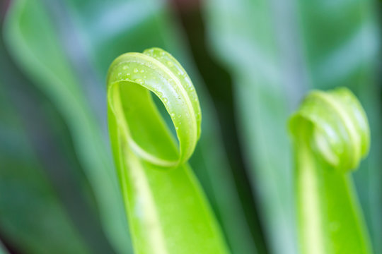 Circinate venantion of fern (Division Pterophyta) for education.