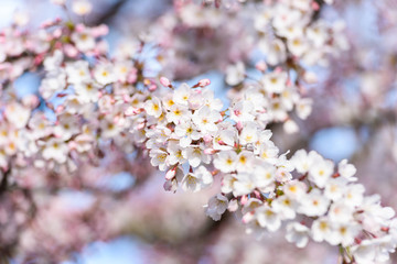 Beautiful cherry blossom sakura in spring time