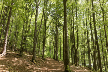 Weg im Wald