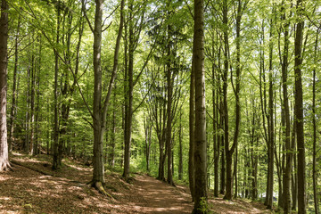 Fototapeta premium Weg im Wald