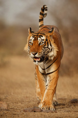 Fototapeta premium Tiger in the nature habitat. Tiger male walking head on composition. Wildlife scene with danger animal. Hot summer in Rajasthan, India. Dry trees with beautiful indian tiger, Panthera tigris