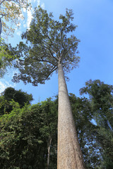 Fototapeta premium Krone tropical tree on a background of blue sky