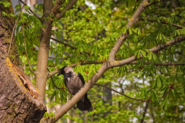 Crow Looking Into The Tree