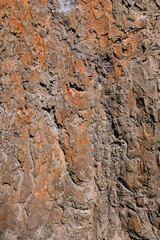  background texture of tree roots