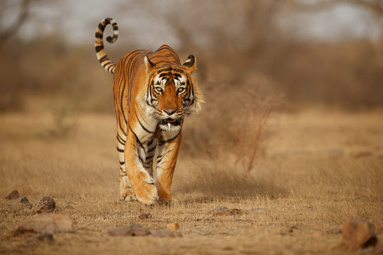 Tiger in the nature habitat. Tiger male walking head on composition. Wildlife scene with danger animal. Hot summer in Rajasthan, India. Dry trees with beautiful indian tiger, Panthera tigris