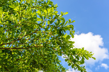 Green leaf against blue sky