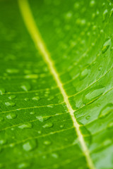 Texture of a green leaf as background