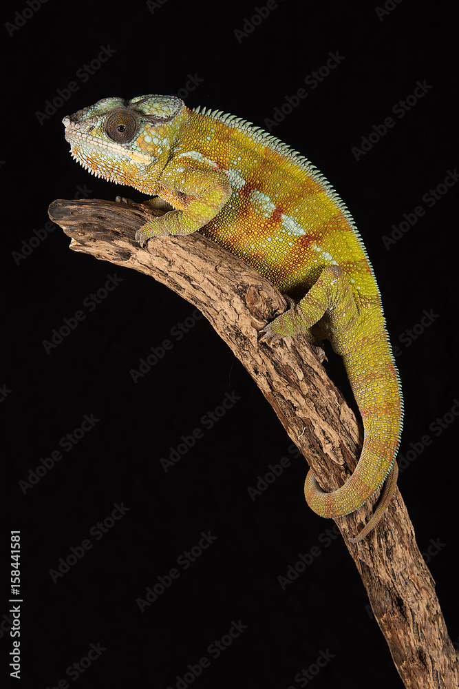 Poster A close up image of a chameleon perched on the top of a branch in upright vertical format against a black background