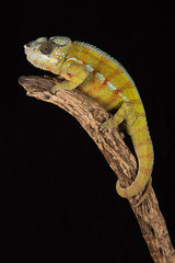 A close up image of a chameleon perched on the top of a branch in upright vertical format against a black background