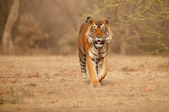 Tiger in the nature habitat. Tiger male walking head on composition. Wildlife scene with danger animal. Hot summer in Rajasthan, India. Dry trees with beautiful indian tiger, Panthera tigris