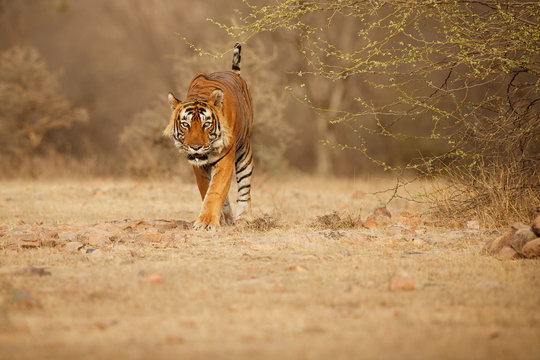 Tiger in the nature habitat. Tiger male walking head on composition. Wildlife scene with danger animal. Hot summer in Rajasthan, India. Dry trees with beautiful indian tiger, Panthera tigris