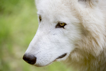 Fototapeta premium Loup blanc couché et portait
