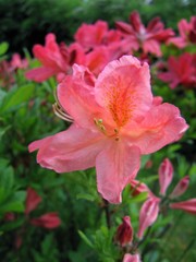 Pink rhododendron.