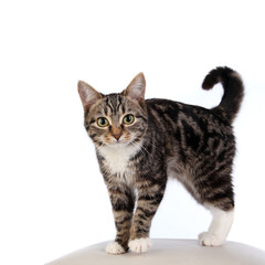 beautiful striped cat