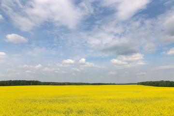 Yellow rapeseed field against the sky with clouds