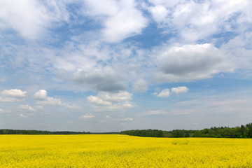Yellow rapeseed field against the sky with clouds