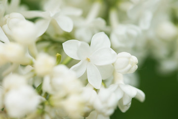 Fototapeta na wymiar White terry lilac in the garden close up
