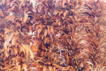 Dusty feather background.