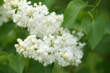 White terry lilac in the garden close up