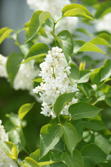 White terry lilac in the garden close up
