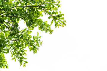 Obraz premium Green leaf isolated on white