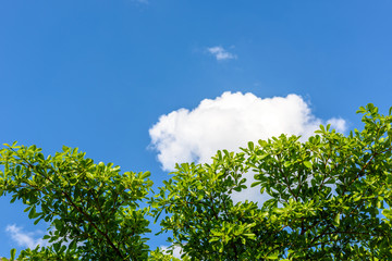Fototapeta premium Green leaf against blue sky