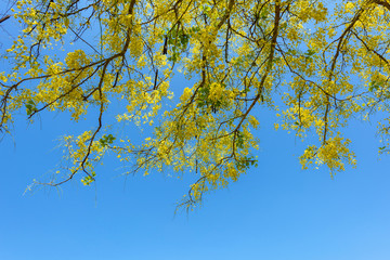 Cassia fistula flower, Golden shower flower