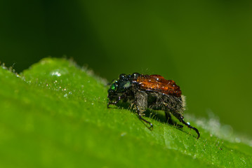 Junikäfer im Regen