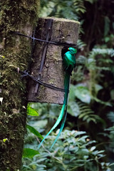 Quetzal bird wild Monteverde Costa Rica