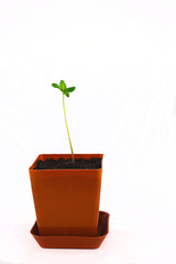 seedling of cannabis in planting pot on white background
