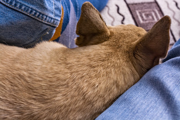 The dog lies at the feet of a man 