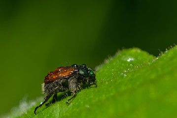 Junikäfer im Regen