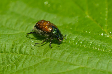 Junikäfer im Regen