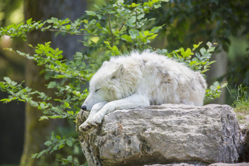Fototapeta premium Loup blanc couché et portait