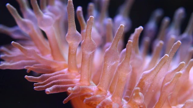 tabularia solitaria 