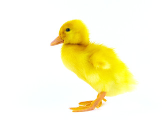 Chicken goose on a white background