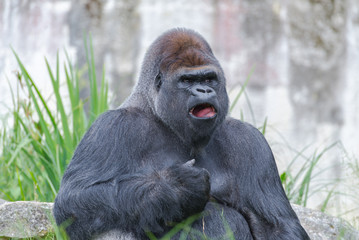 Gorilla, monkey, dominating male 