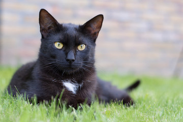 Naklejka na ściany i meble Domestic black cat laying on the grass