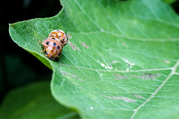 close up of lady bugs mating on leaf