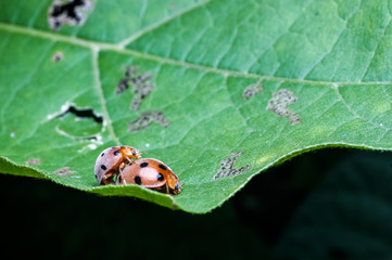 close up of lady bugs mating on leaf