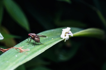 close up of fly
