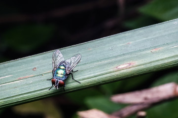 close up of fly