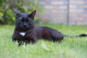 Domestic black cat relaxing in the garden