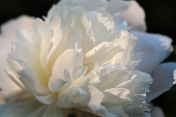 texture of peony petals in the light of sunset