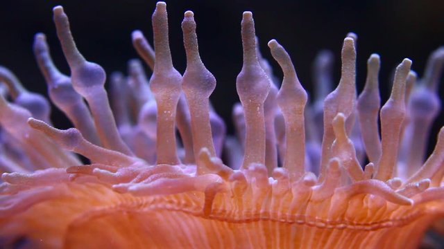 tabularia solitaria 